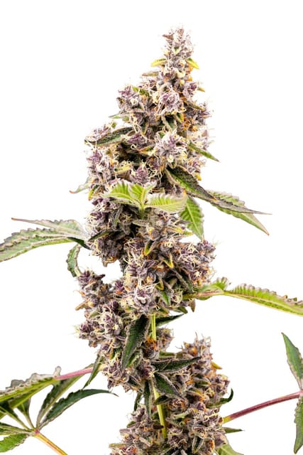 Heady Heads — Super Boof