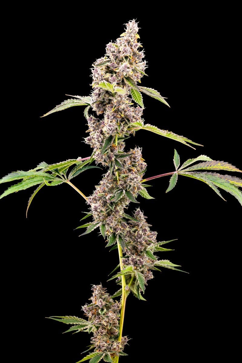 Heady Heads: Super Boof