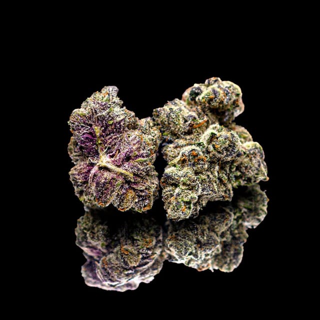 Maven Genetics — Black X