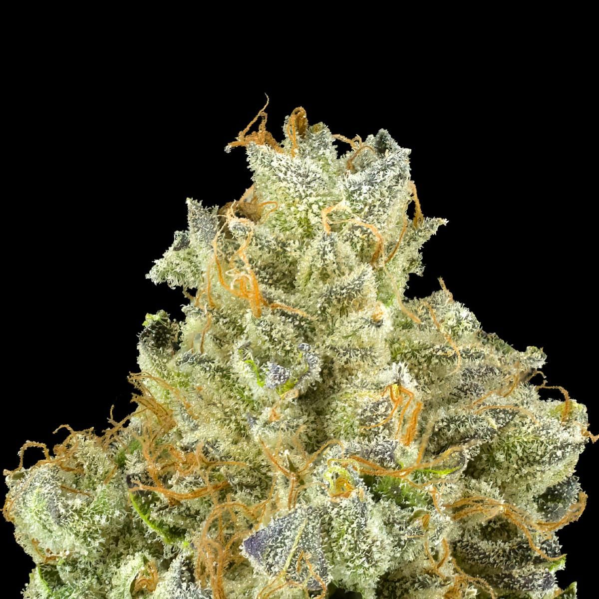 Maven Genetics: Blueberry Zkz