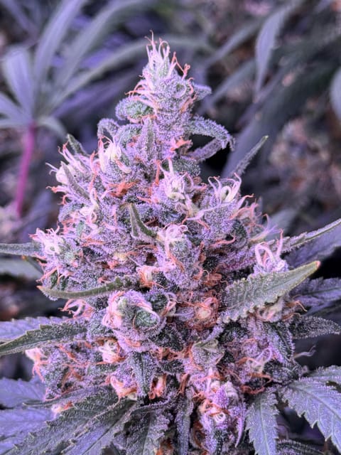 Blue Dream | 3.5g