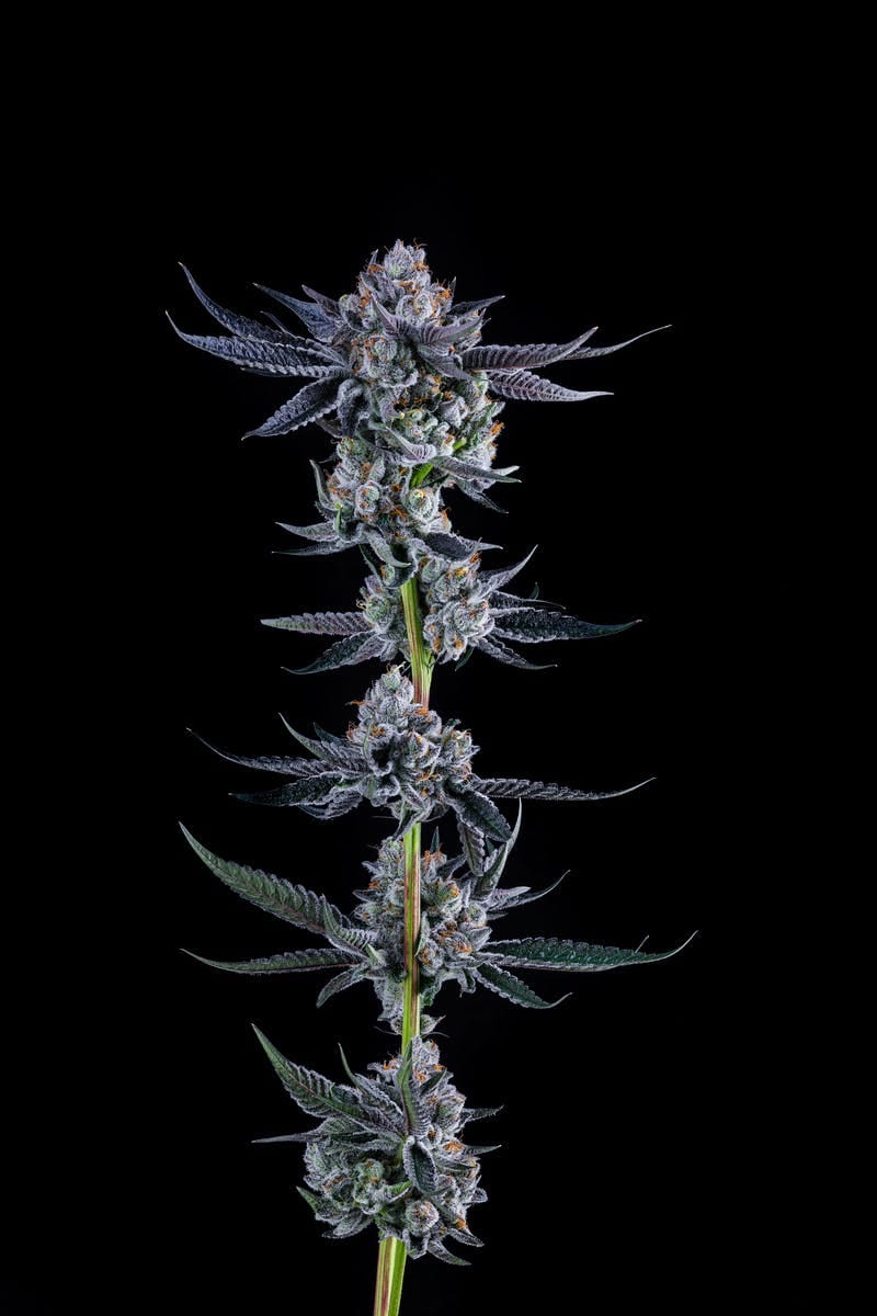 Decibel Gardens — Omerta OG