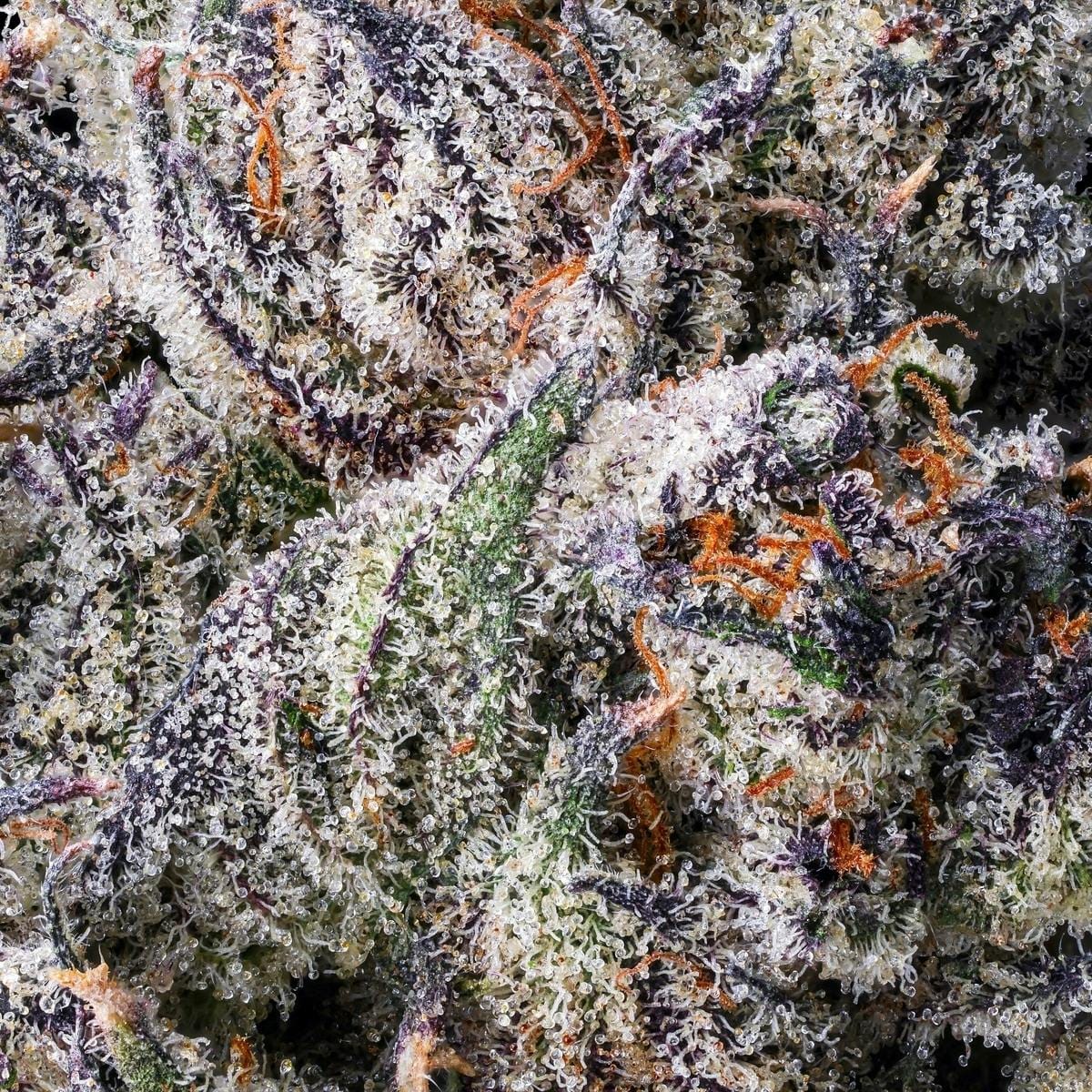 Maven Genetics — 98K