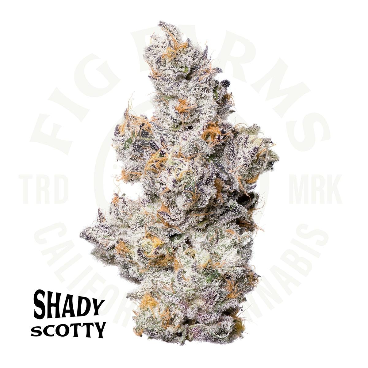 Shady Scotty | 3.5G
