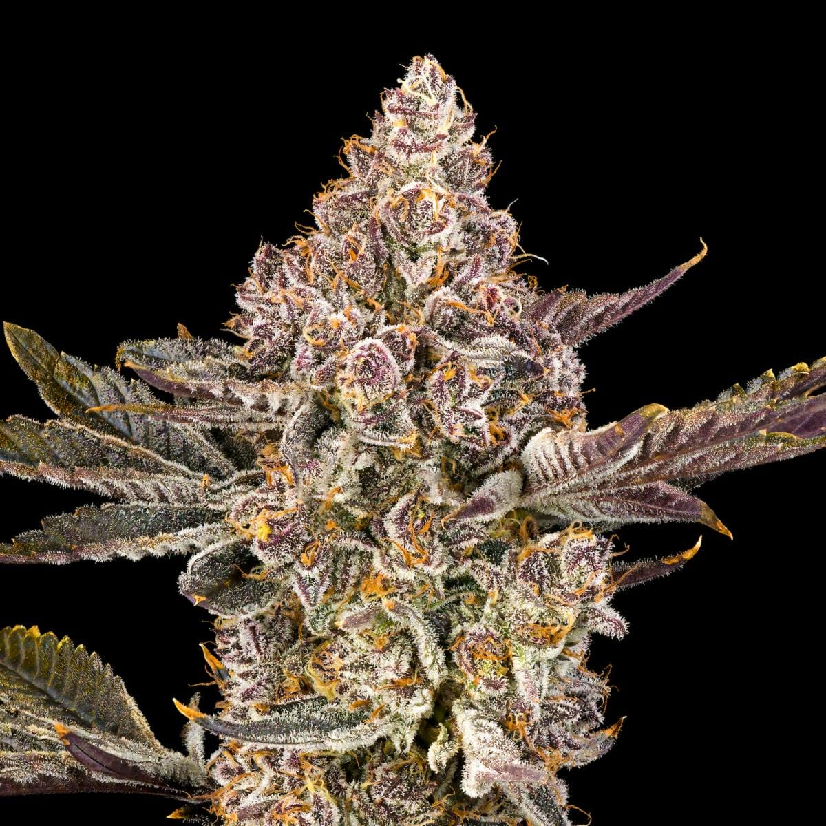 Maven Genetics: Orange Sapphire