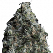 Sour Diesel | 3.5g