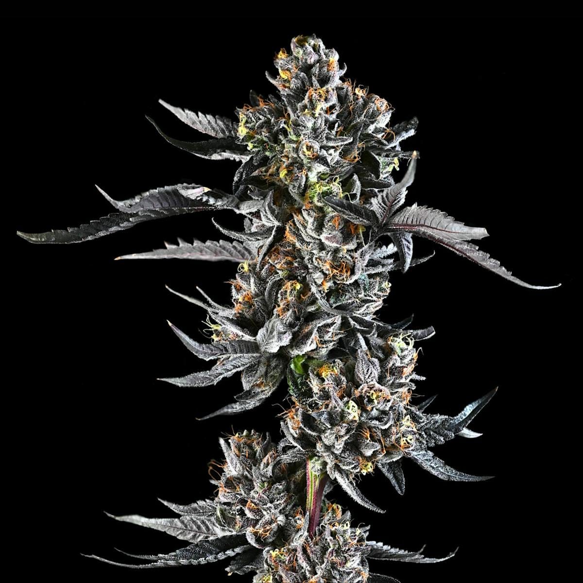 Maven Genetics — Lipsmackerz