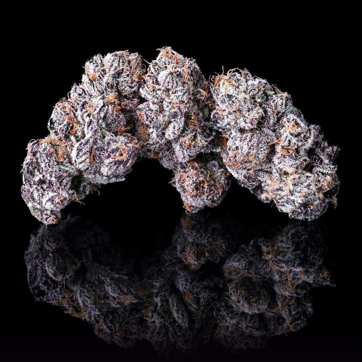 Maven Genetics — New Money