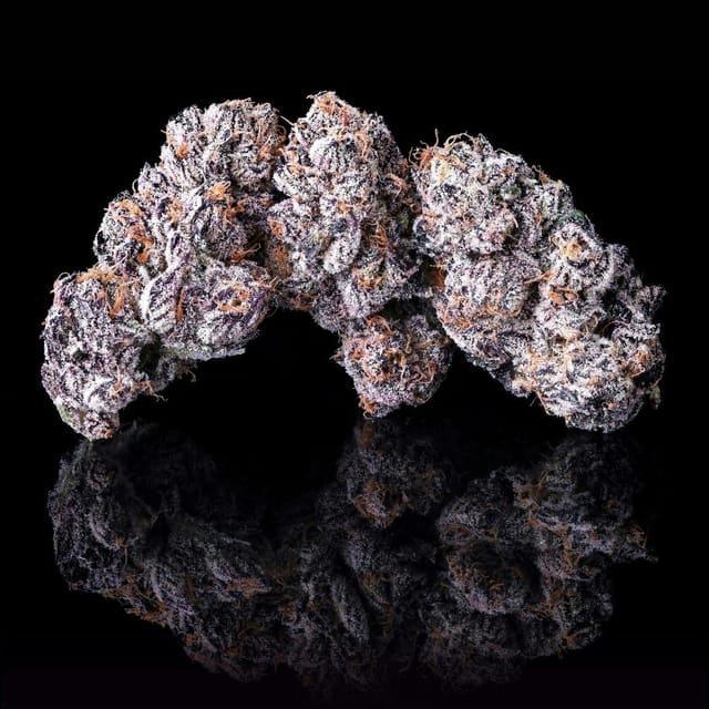 Maven Genetics — New Money