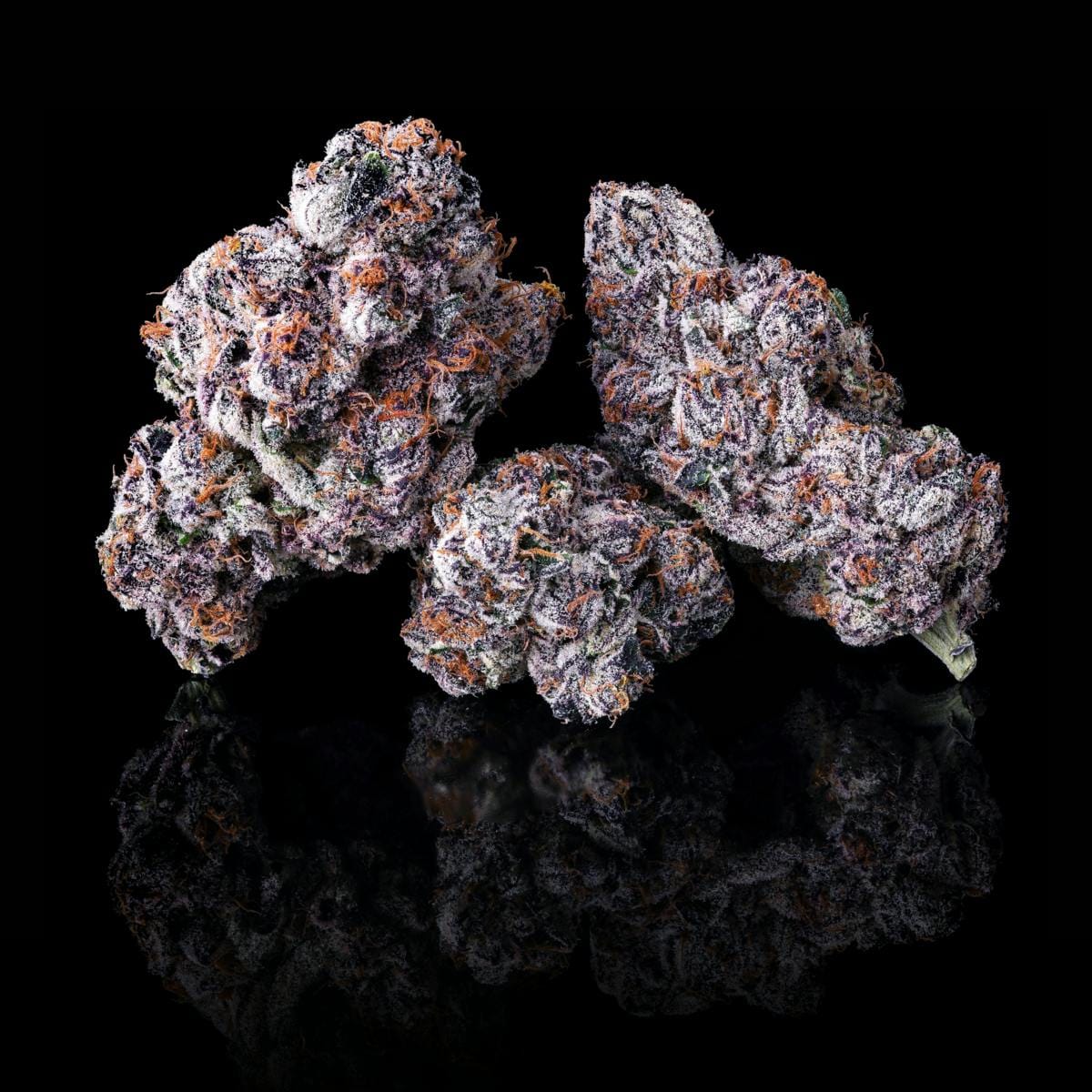 Maven Genetics — Chrome Dome