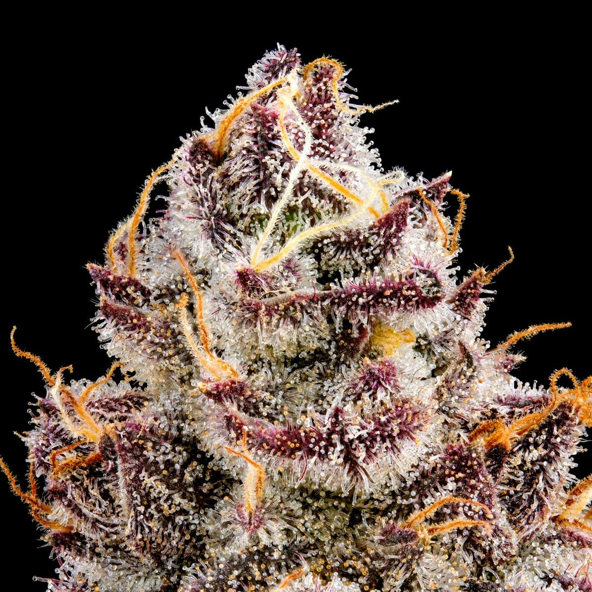 Maven Genetics: Orange Sapphire