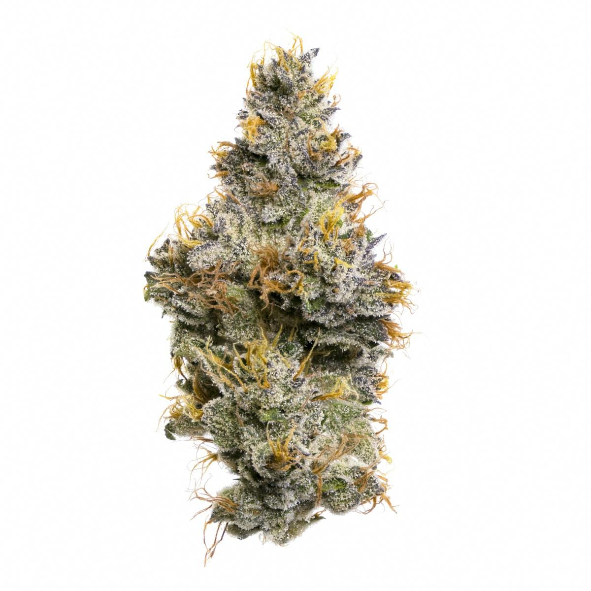 Fig Farms — Sherbanger F2