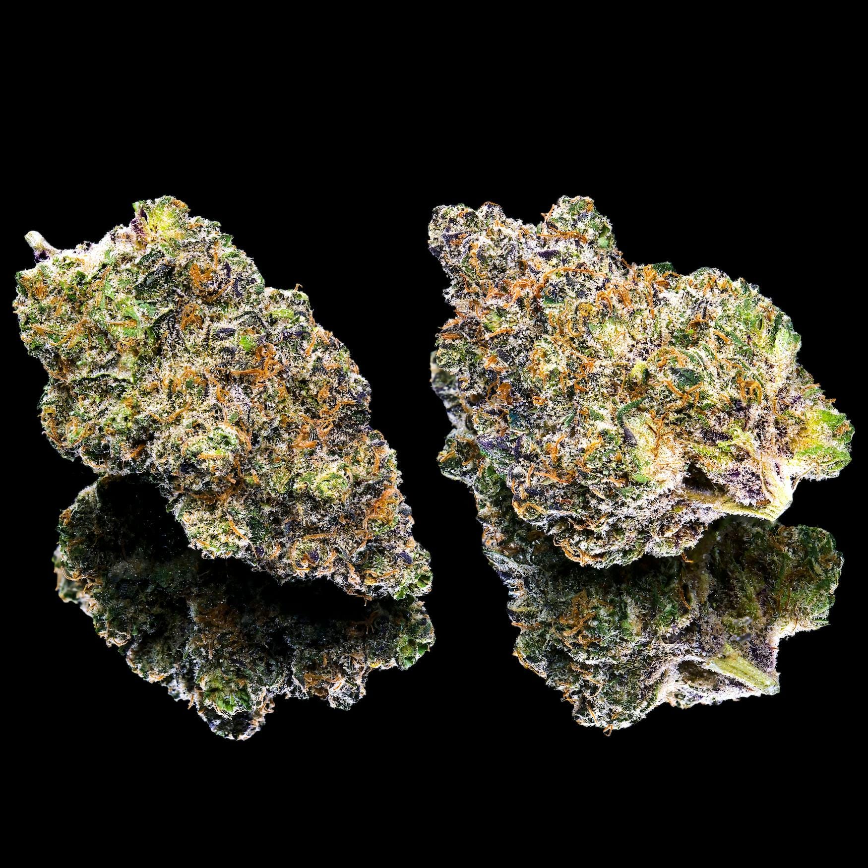 Maven Genetics: Key Lime Jack