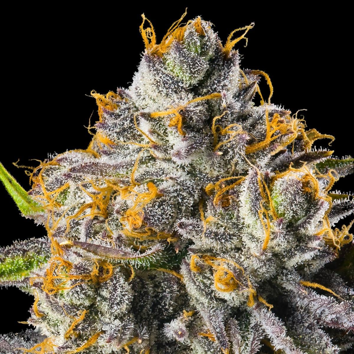 Maven Genetics — Orange Bellini