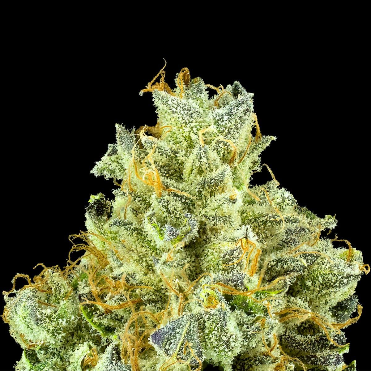 Maven Genetics — Blueberry Zkz