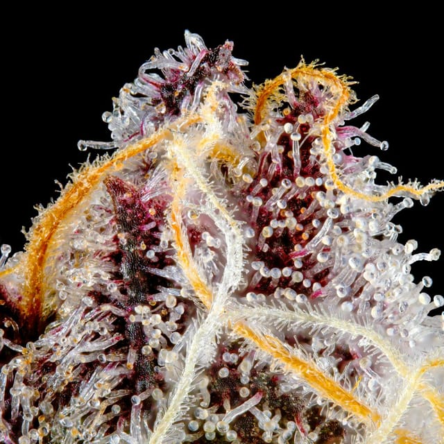 Orange Sapphire | 14g
