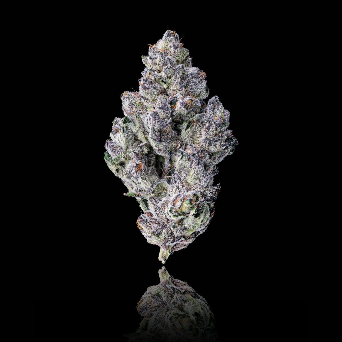 Maven Genetics — 98K