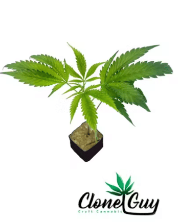 Grape Runtz | Clones