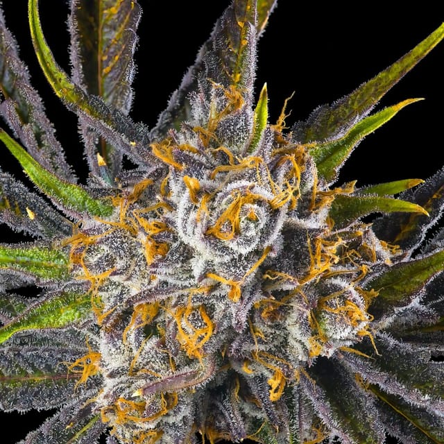 Orange Bellini | 14g
