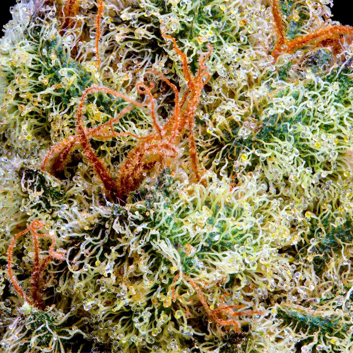 Maven Genetics — Zuzu Berry