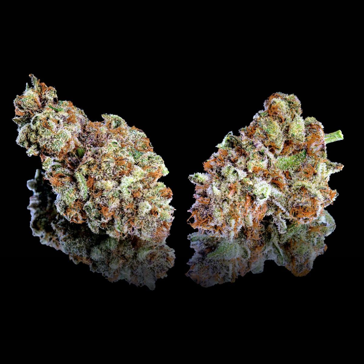 Maven Genetics: Zuzu Berry