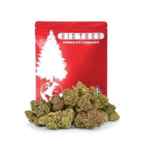 Big Tree — Biscotti Mintz