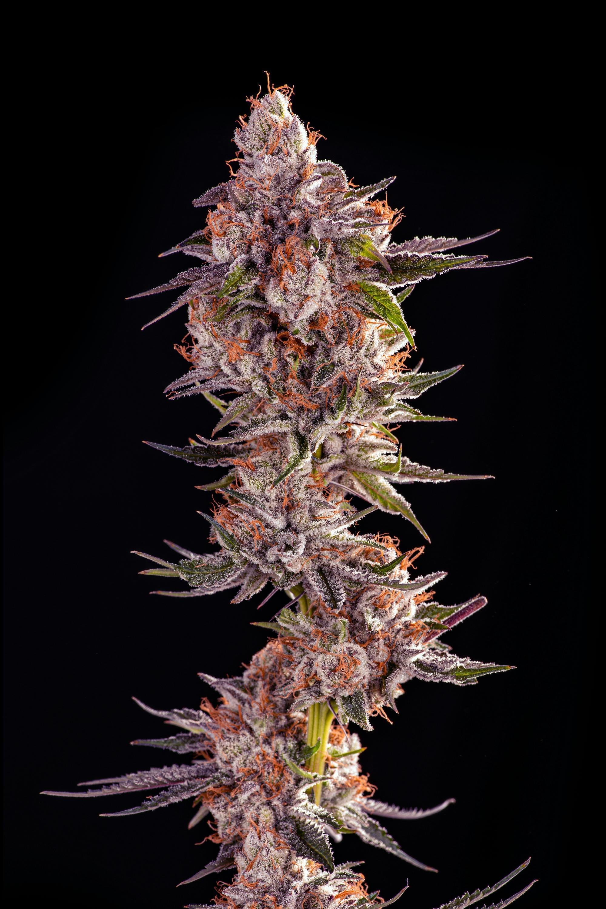 Decibel Gardens: Watermelon Punch