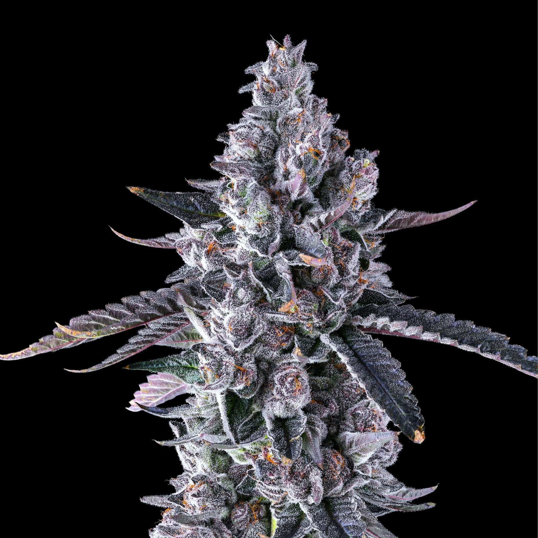 Maven Genetics — Black Lotus