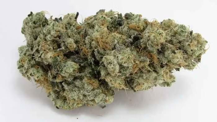 Chico Verde — GMO OG