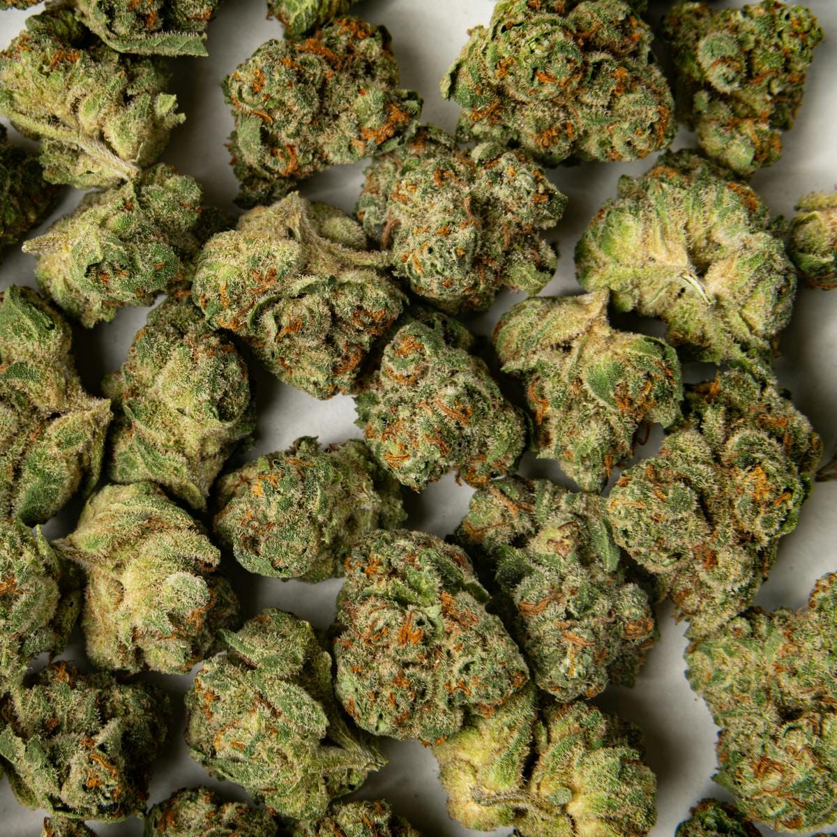 Cheetah Piss | 14g
