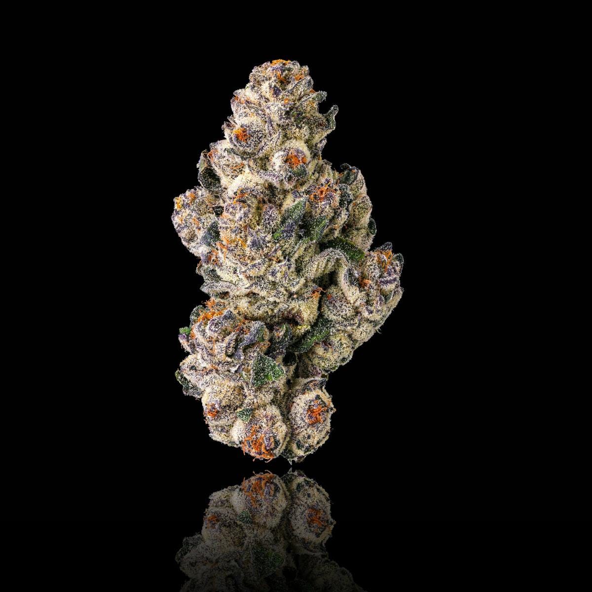 Maven Genetics — Black Lotus