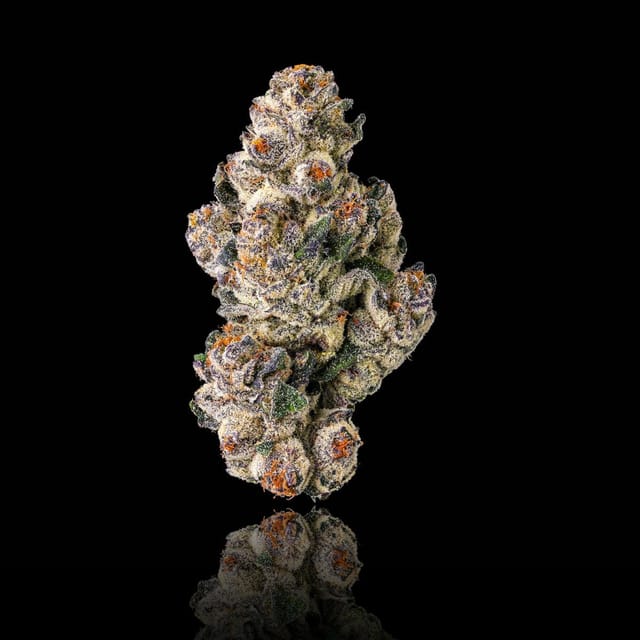 Maven Genetics — Black Lotus