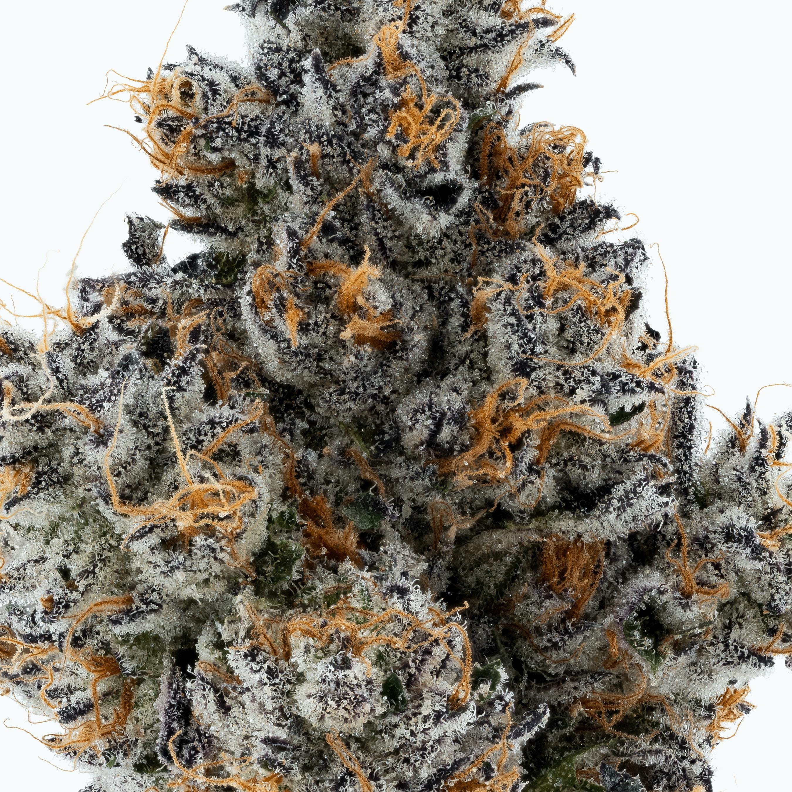 Lumpy's Flowers — Pb & Jane