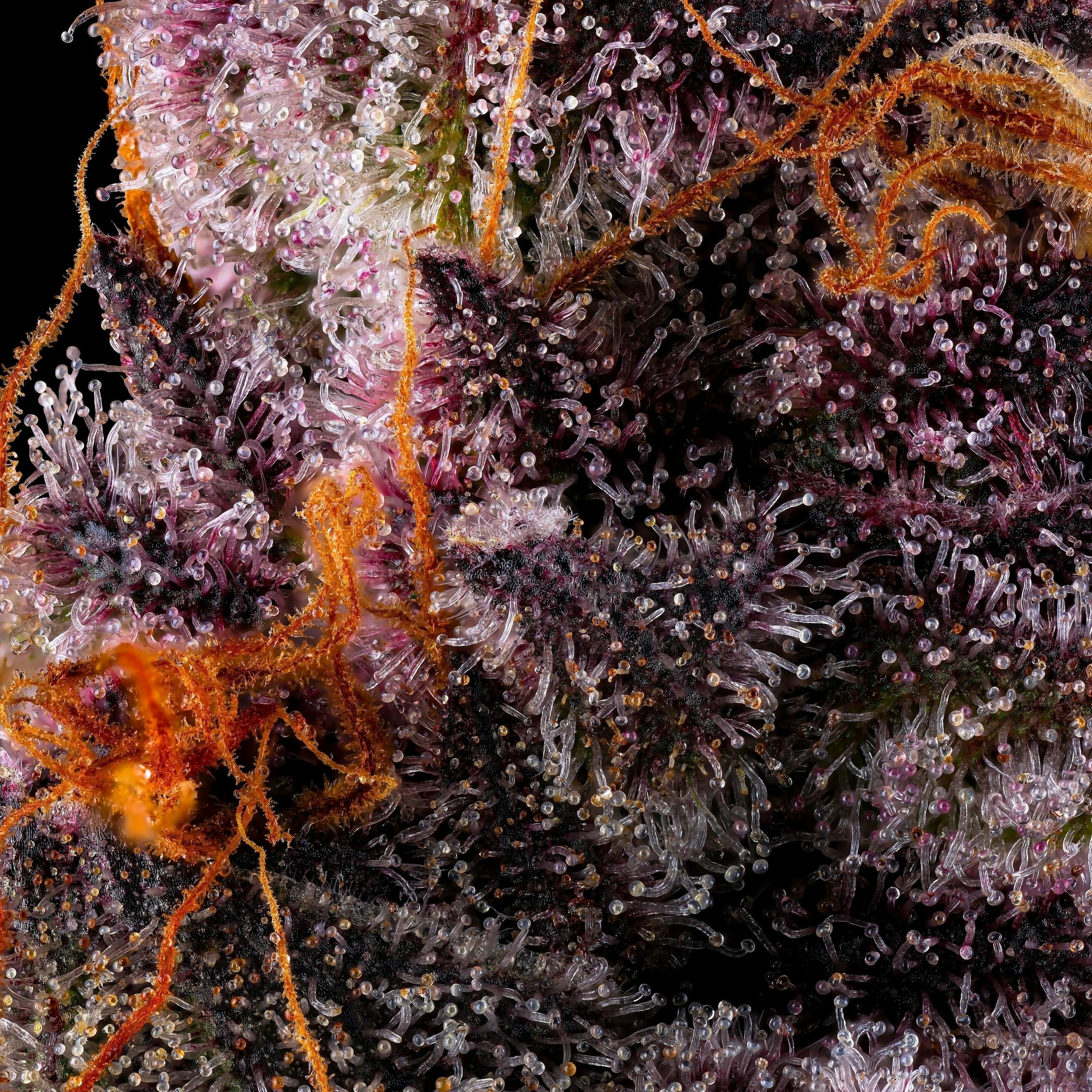 Maven: Lemon Cherry Tropicanna