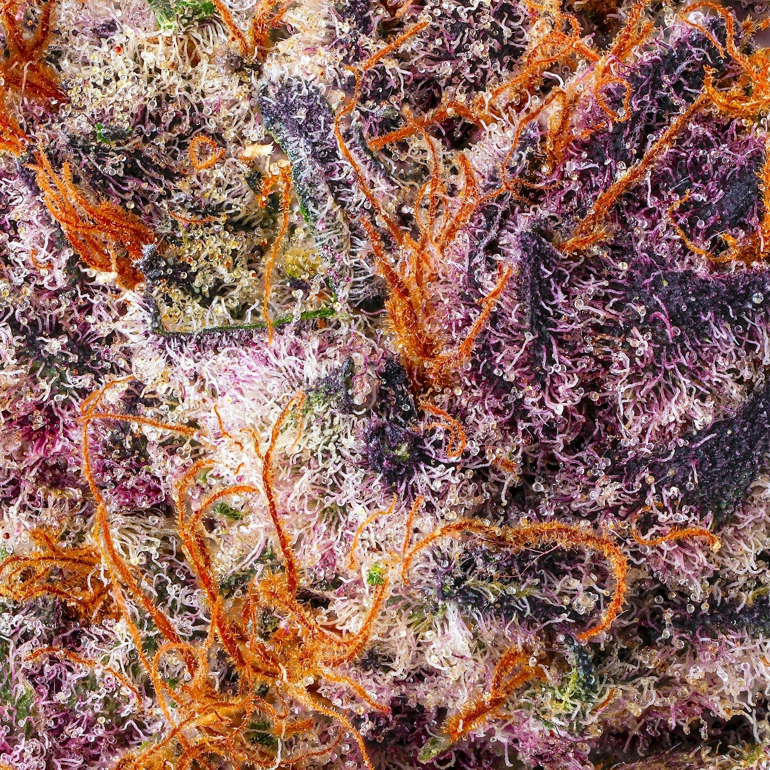 Maven Genetics: Lemon Cherry Tropicana