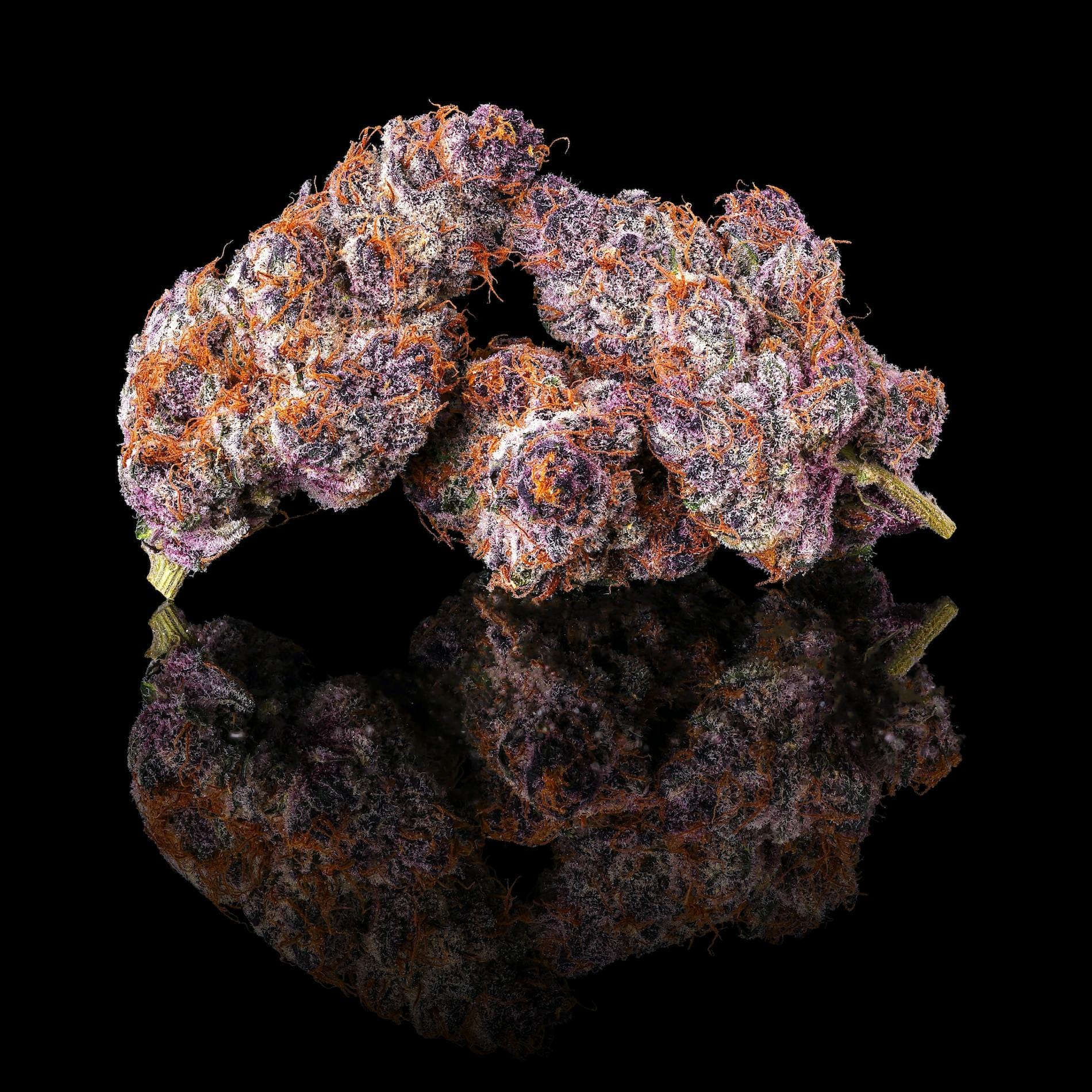 Maven Genetics: Lemon Cherry Tropicana