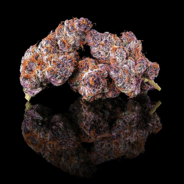 Maven Genetics: Lemon Cherry Tropicana