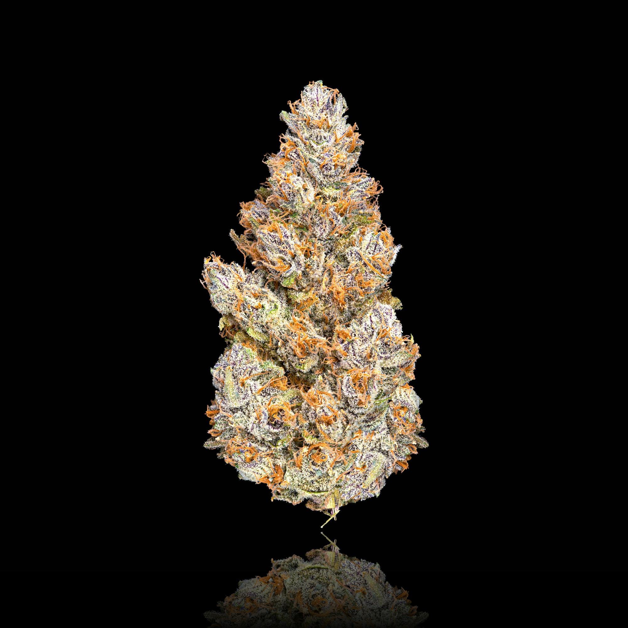 Maven Genetics — Bluzangria