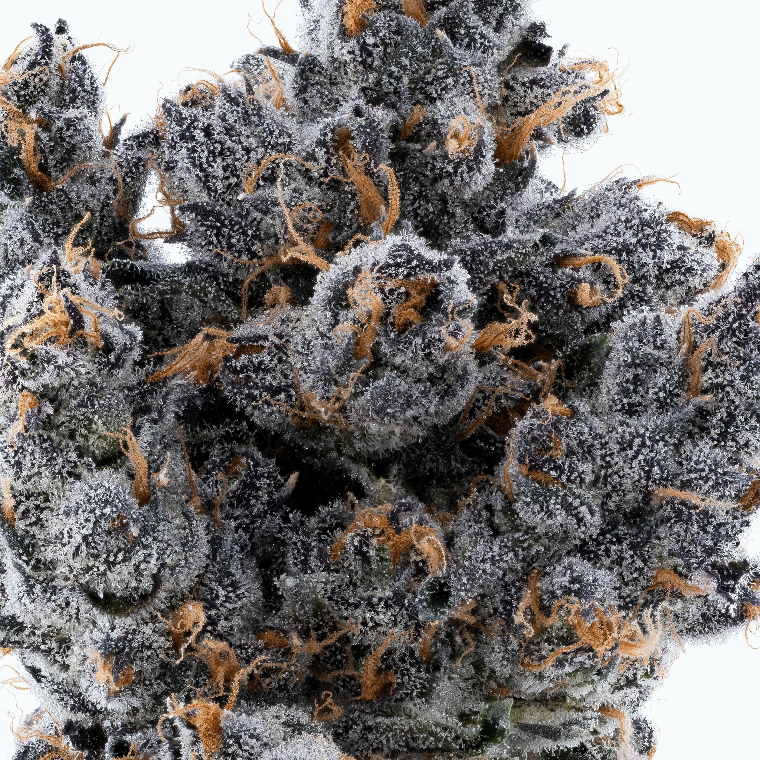 Lumpy's Flowers — Apple Fritter