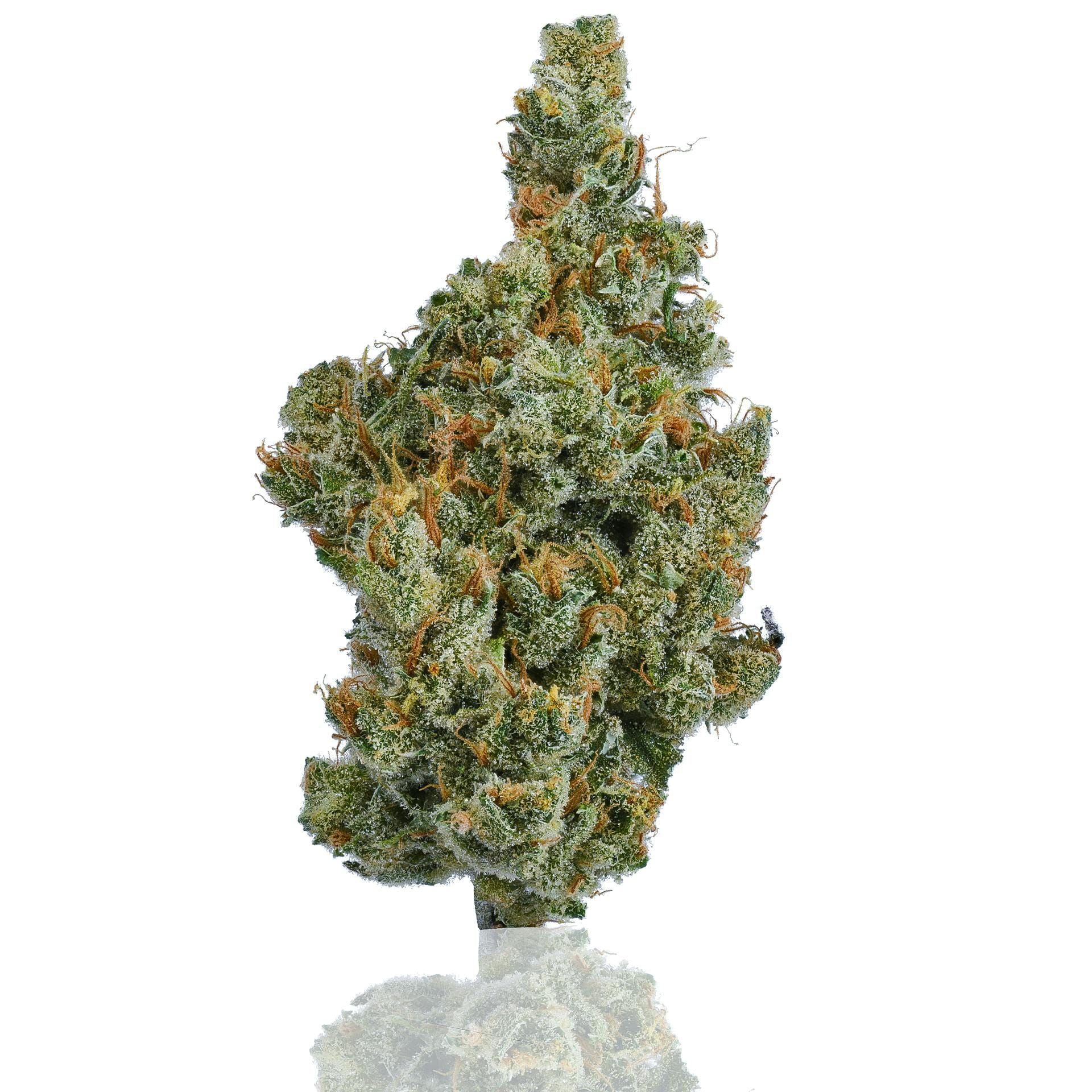 CAM — Super Silver Haze