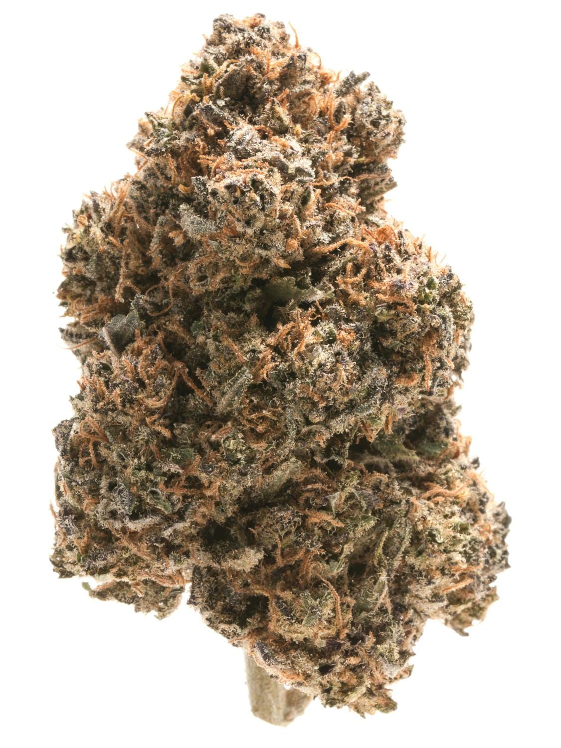 ALL DAY — Blue Dragon