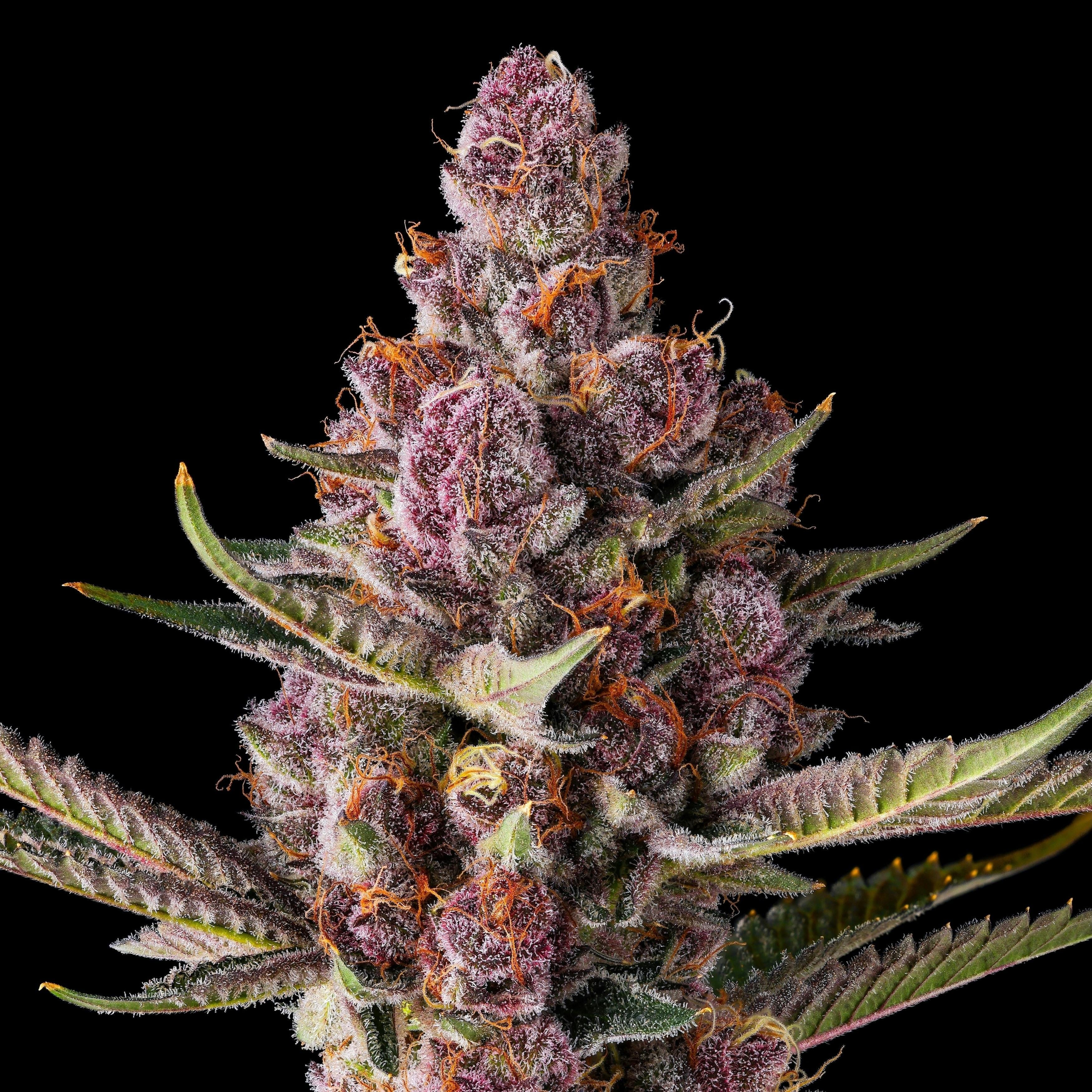 Maven Genetics: Lemon Cherry Tropicana