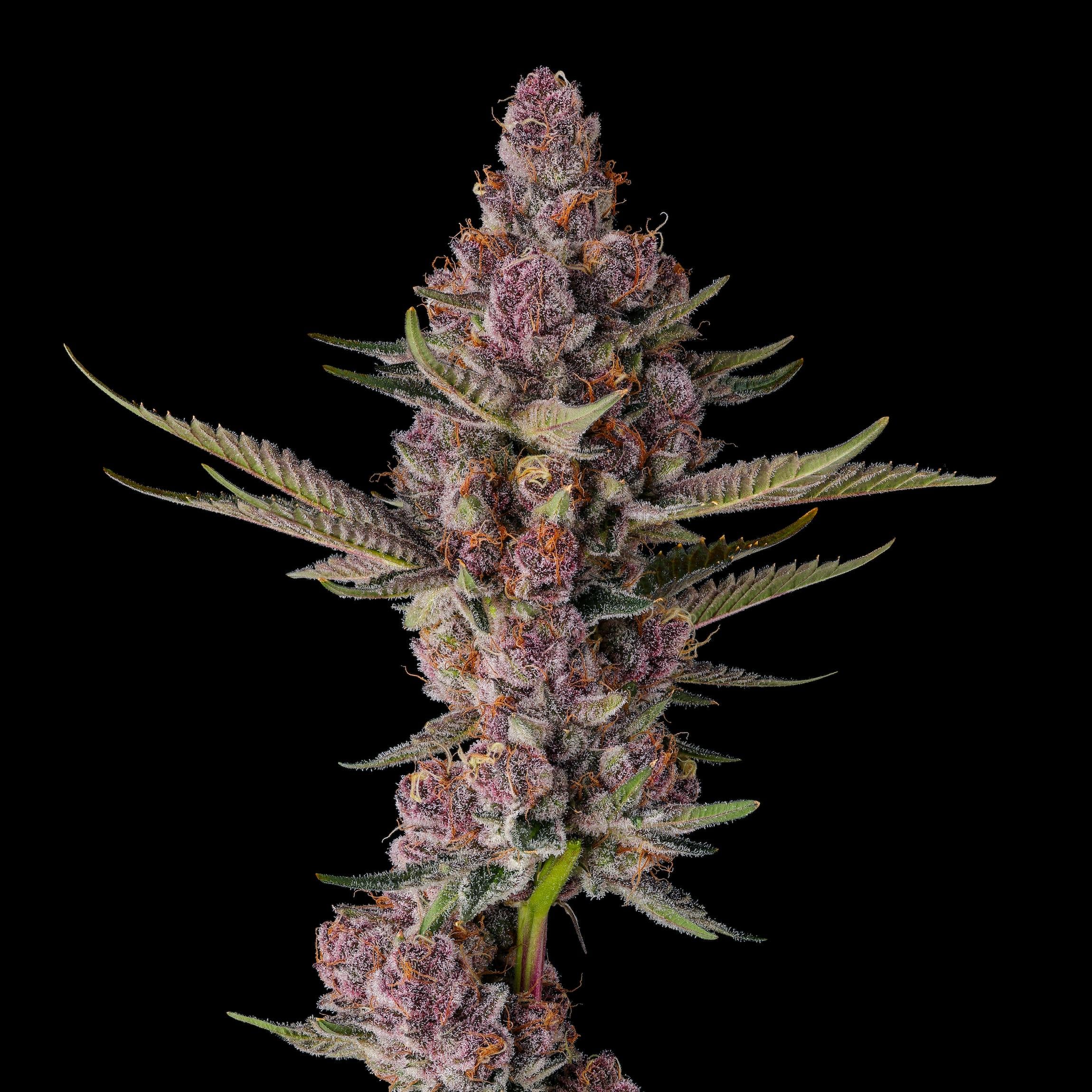 Maven Genetics: Lemon Cherry Tropicana