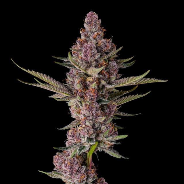 Maven Genetics: Lemon Cherry Tropicana