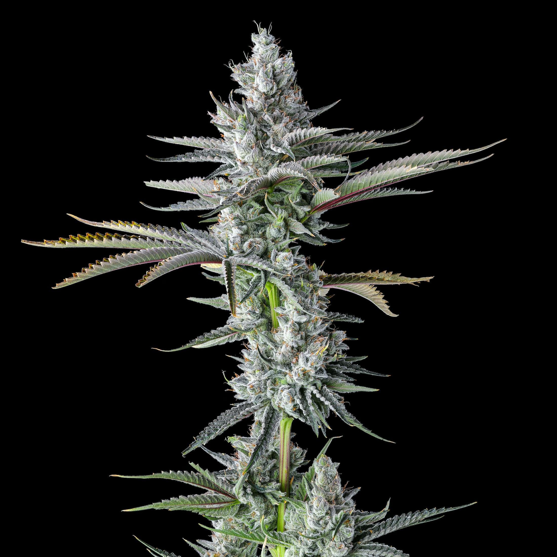 Maven Genetics: Pineapple Biscotti