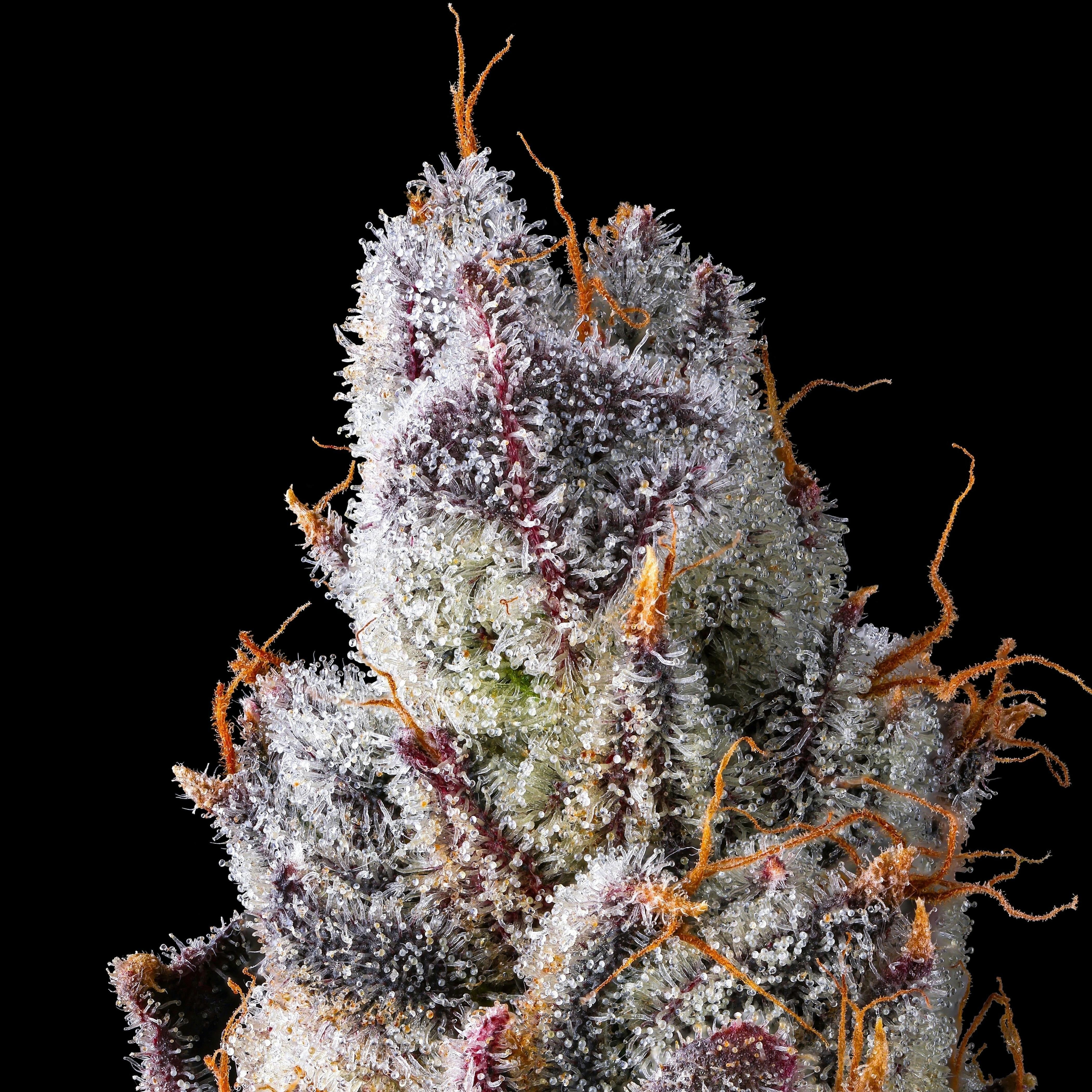 Maven Genetics: Pineapple Biscotti Goldies