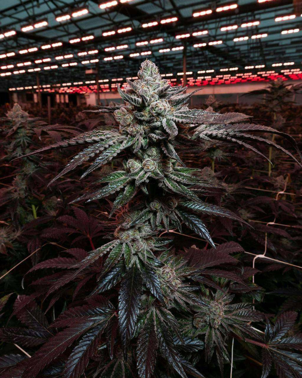 Quiet Kings: Gorilla Dawg