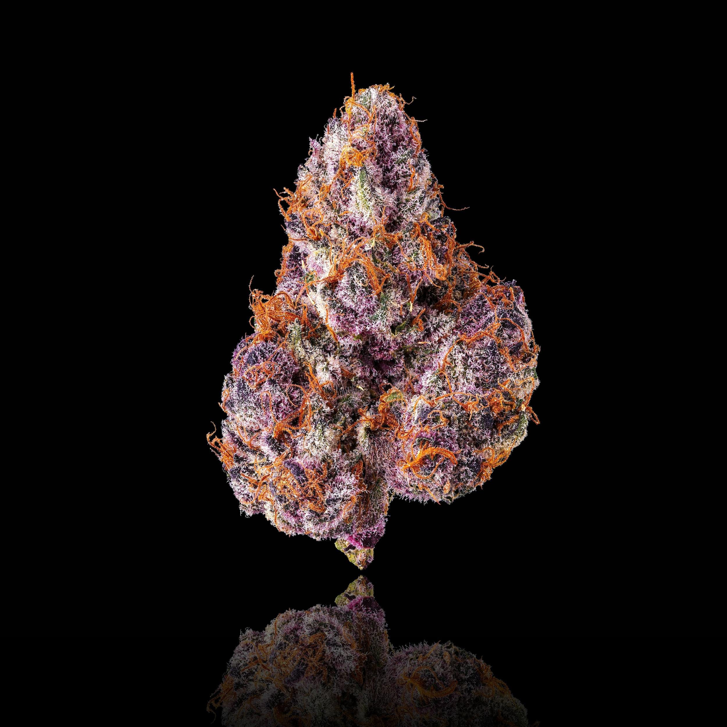 Lemon Cherry Tropicana 2.5g 5 Preroll Pack