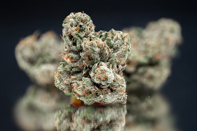 Nameless Genetics: Mega Wellness OG