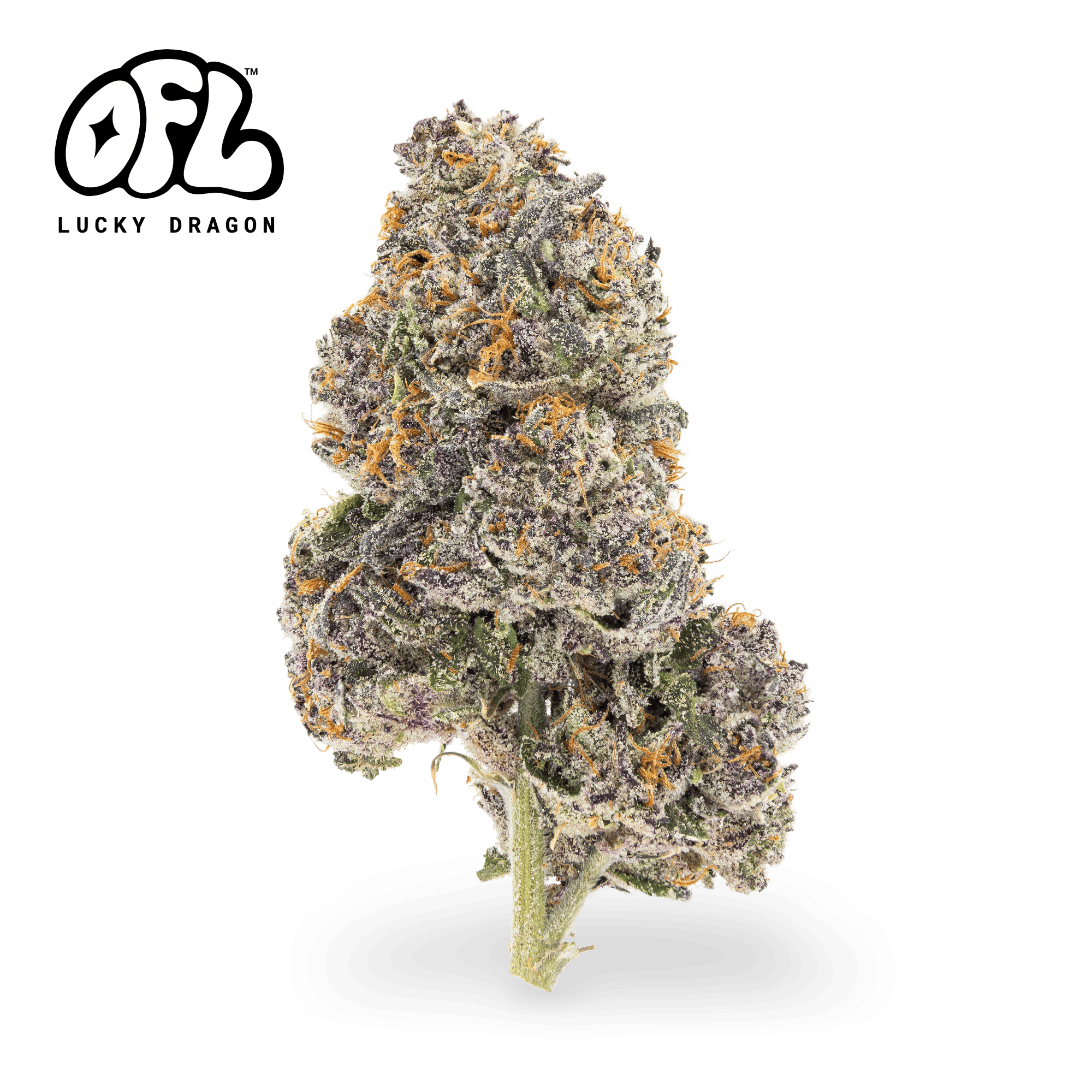 Oakfruitland (OFL): Lucky Dragon